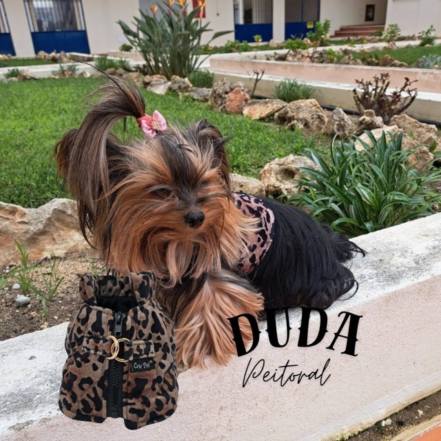 Peitoral Duda - Image 4